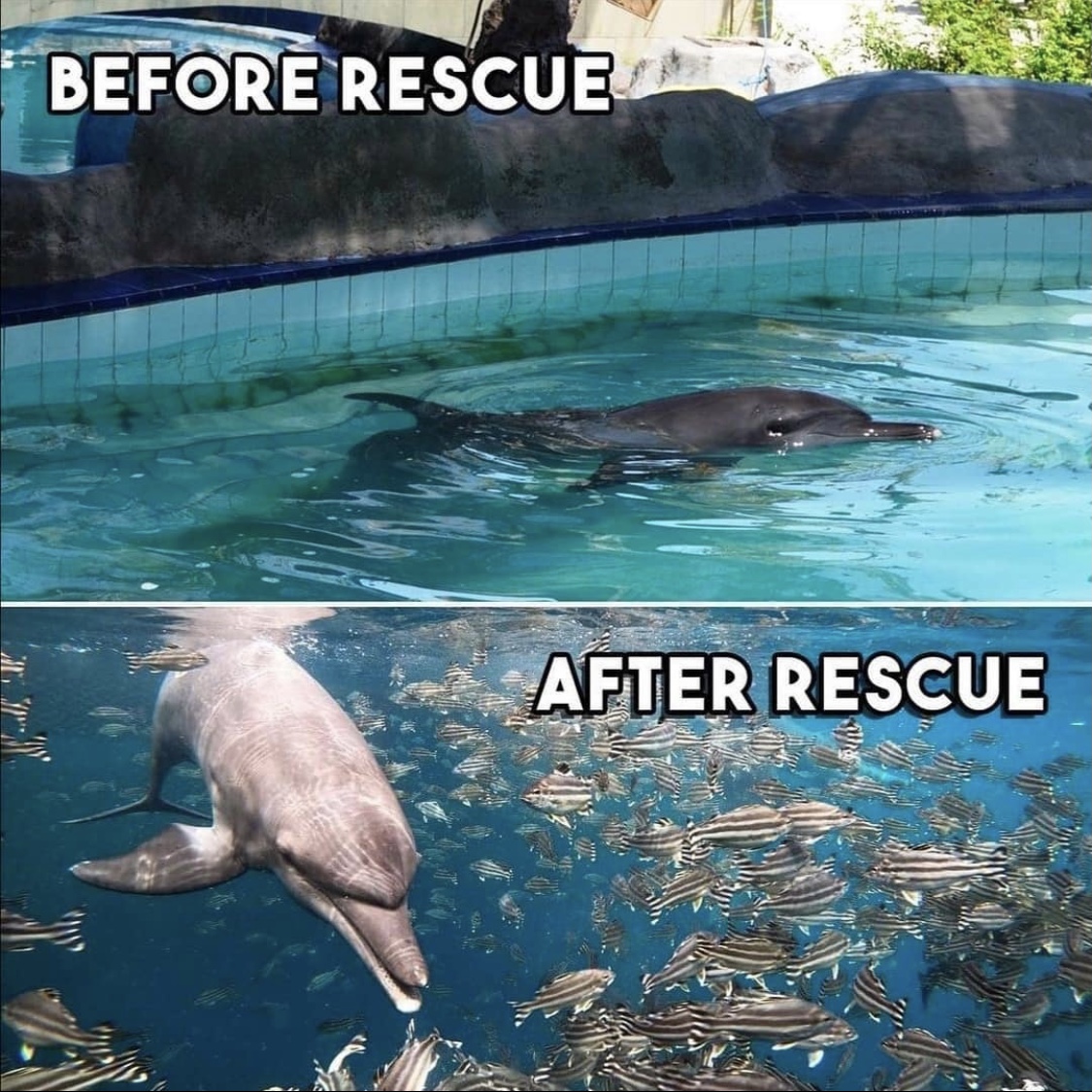 edgedolphin's tweet photo. At #EdgeDolphinSpirit our robotic dolphin Delle🐬 is going to revolutionize the way we think of marine entertainment. They deserve better, we are better.
#CaptivityisCruel
Via: Empty the Tanks Portugal https://t.co/LMVB7HKY7I
