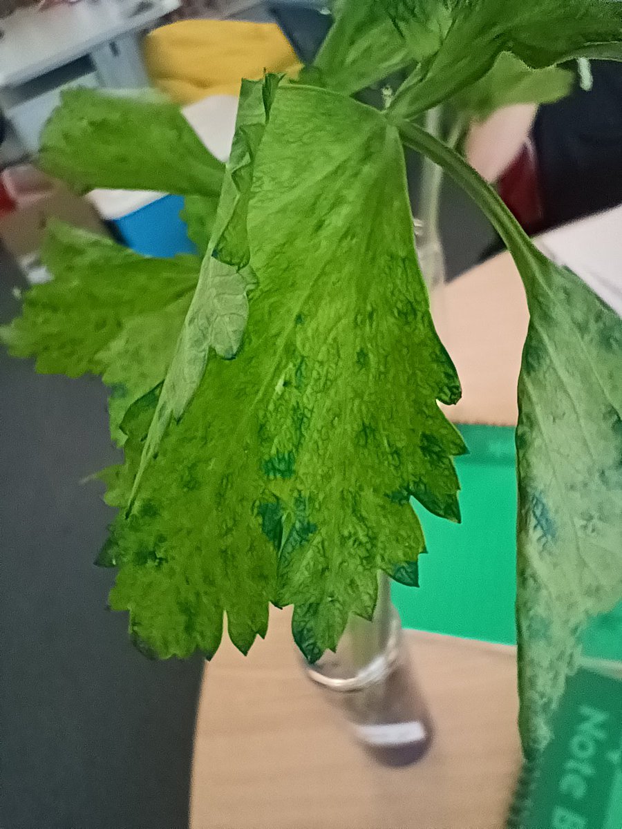 Bob Bauer #MIEE Innovative Learning Evironments tweet media