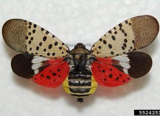 SpringF_kx's tweet photo. The spotted lanternfly is invasive in the US. #SquishIt https://t.co/LzKRVVjcm3