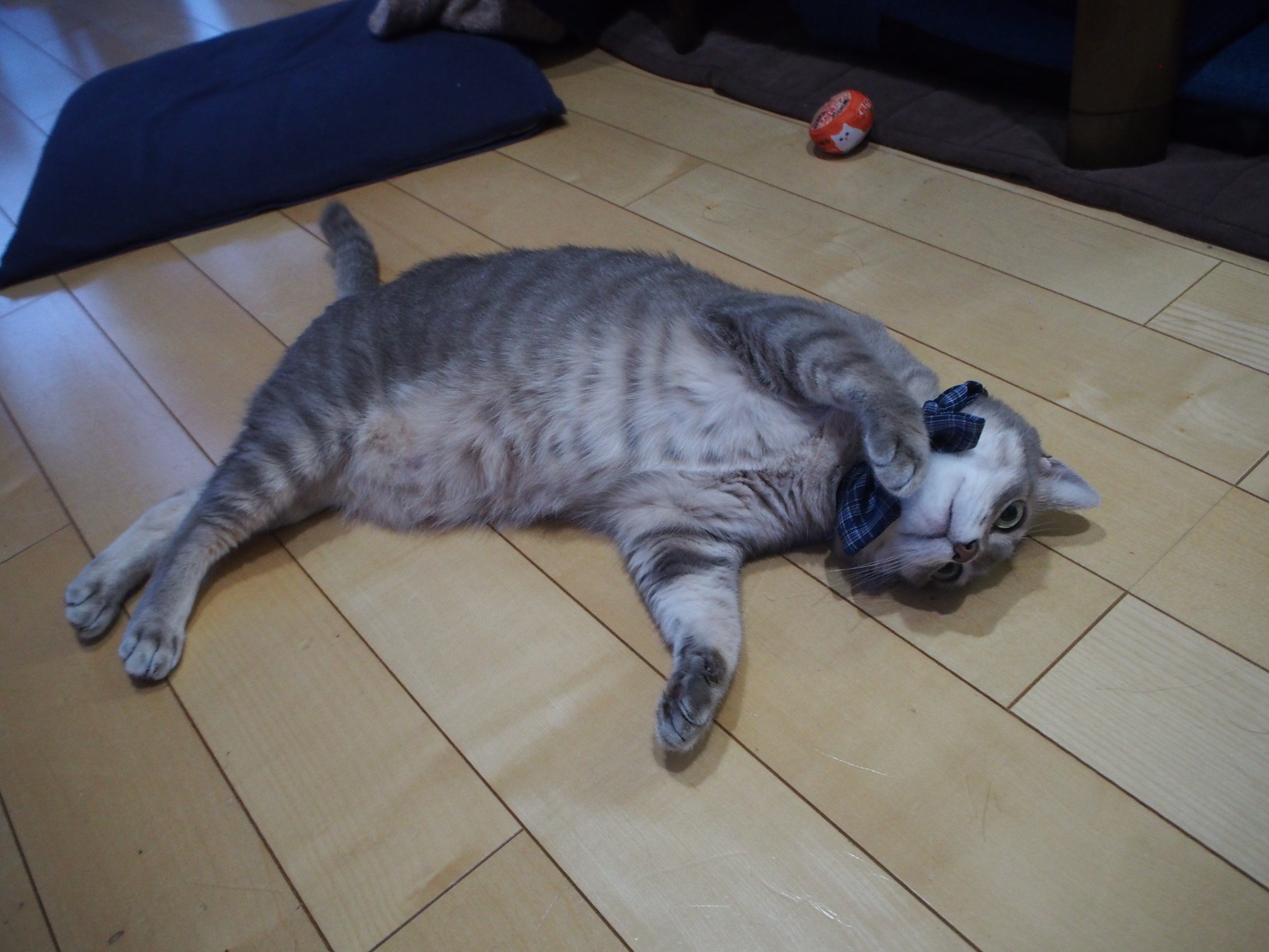 Natsume Yoshinori ねこはなはなしよろしくおねがいします T Co Xkvqeol3qi Twitter
