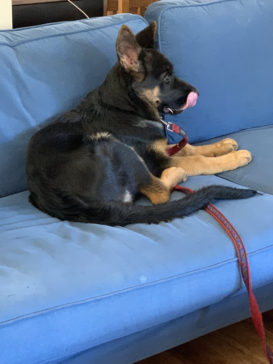 Back again! Twitter break again. Back to back and I feel so much better. This little rascal has been keeping me busy. She’s not allowed on the couch 😂 #dogsoftwitter #GermanShepherd