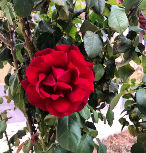 MarcTchouanche's tweet photo. #gardening #gardeninspiration #gardenview #gardenhouse #gardeningolove #mygarden #succulentgarden #flowerstagram #instaflower #garden #gardendesign #daylilyfarm #nature #naturelovers #rose #redrose https://t.co/bmYCxPuLjD