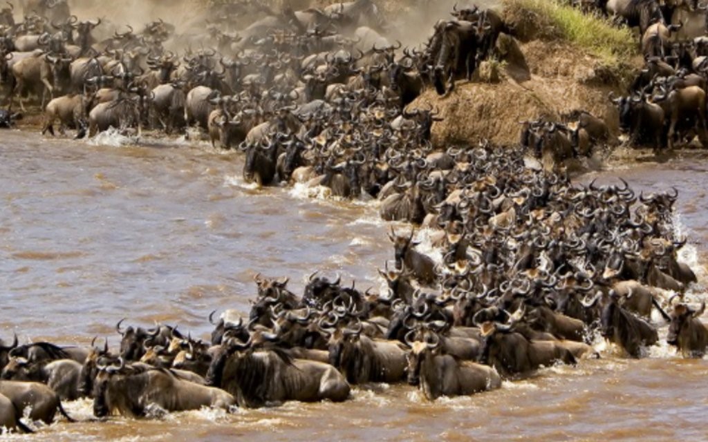 Serengeti wildebeest migration is near to end.
WhatsApp us through +255 784 991 576
Email us through info@gecko-adventure.com
#Serengetimigrationsafari #Serengetisafari #tanzaniasafari #VisitSerengeti #Serengetinationalpark #Northmaraserengeti #Tanzaniamigrationsafari #Tanzania