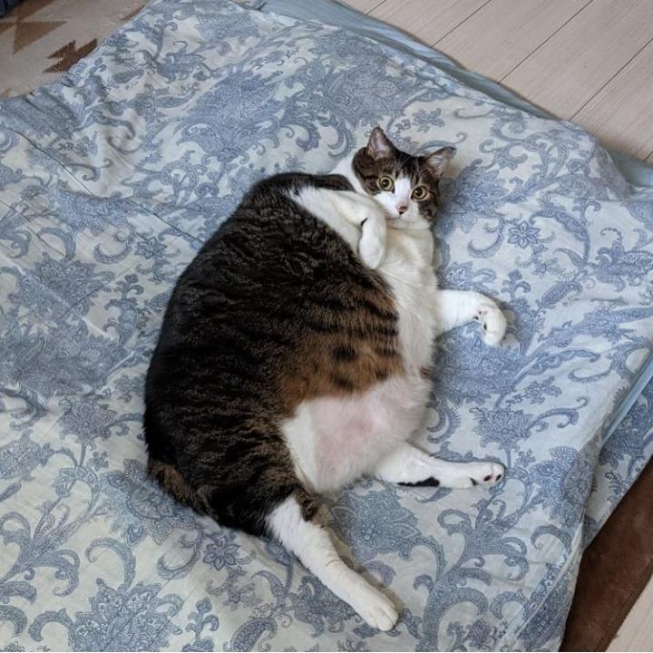 petsfess's tweet photo. kcg! ngga tau knp kalo liat kucing obesitas bgt kek gini kasian gitu, kayanya susah gerak🥺 https://t.co/5Y3f3j64e2