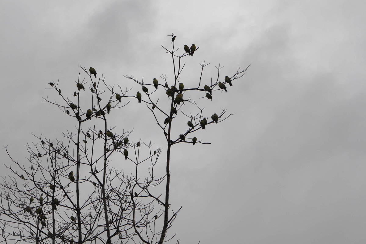 vrundavs's tweet photo. A tree covered with leaves is gorgeous…
But then…
A bare tree with lots of birds ..
Is beautiful too…
#roadside #trees #birds #dusk https://t.co/9oK0lW8ppC