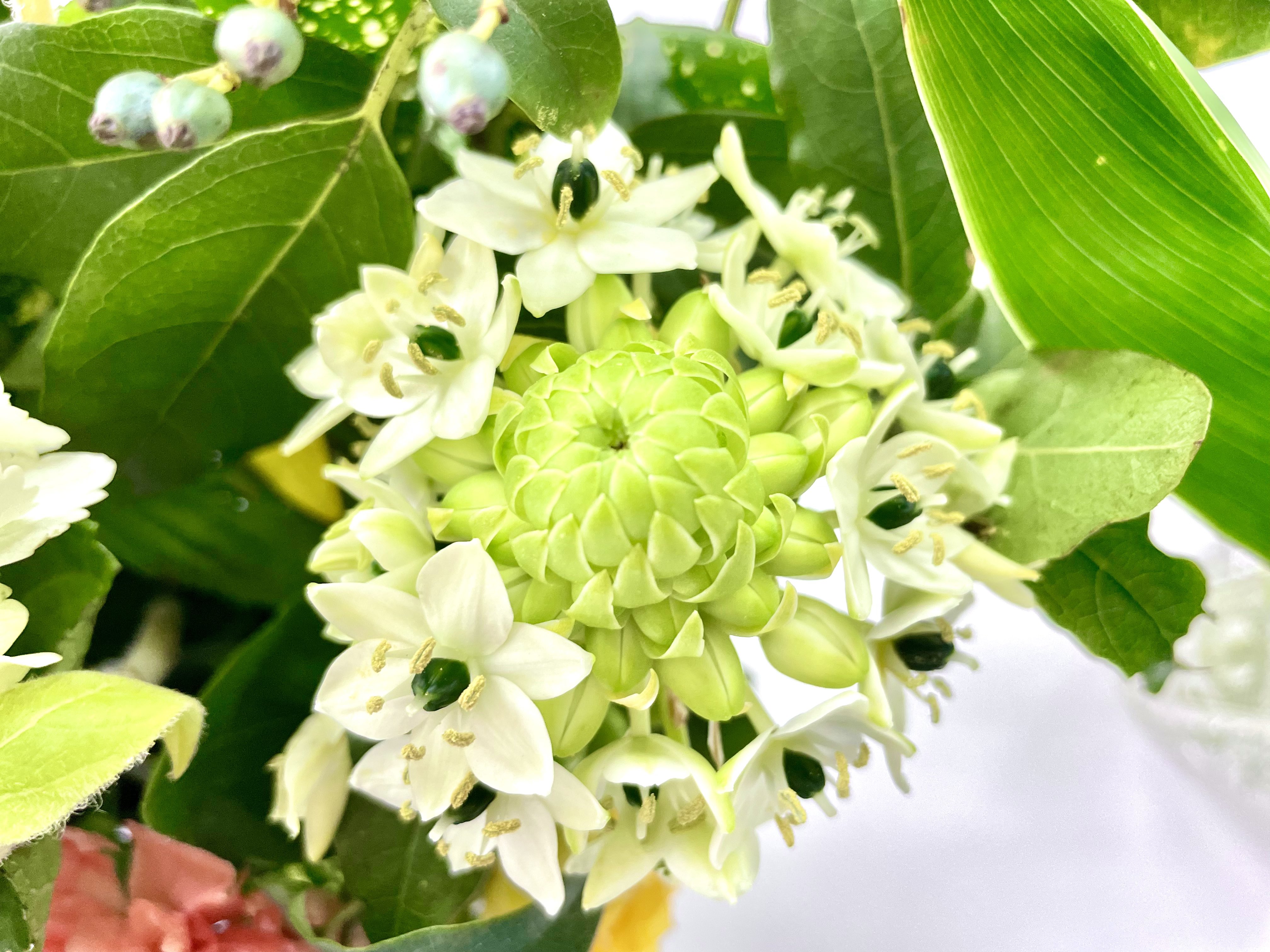 花 イマハナ オーニソガラム サンデルシー 花言葉 純粋 名前 覚えられません オーニソガラム 花 ﾅｴ Tlを花でいっぱいにしよう 花が好き T Co Fsxlvskedv Twitter