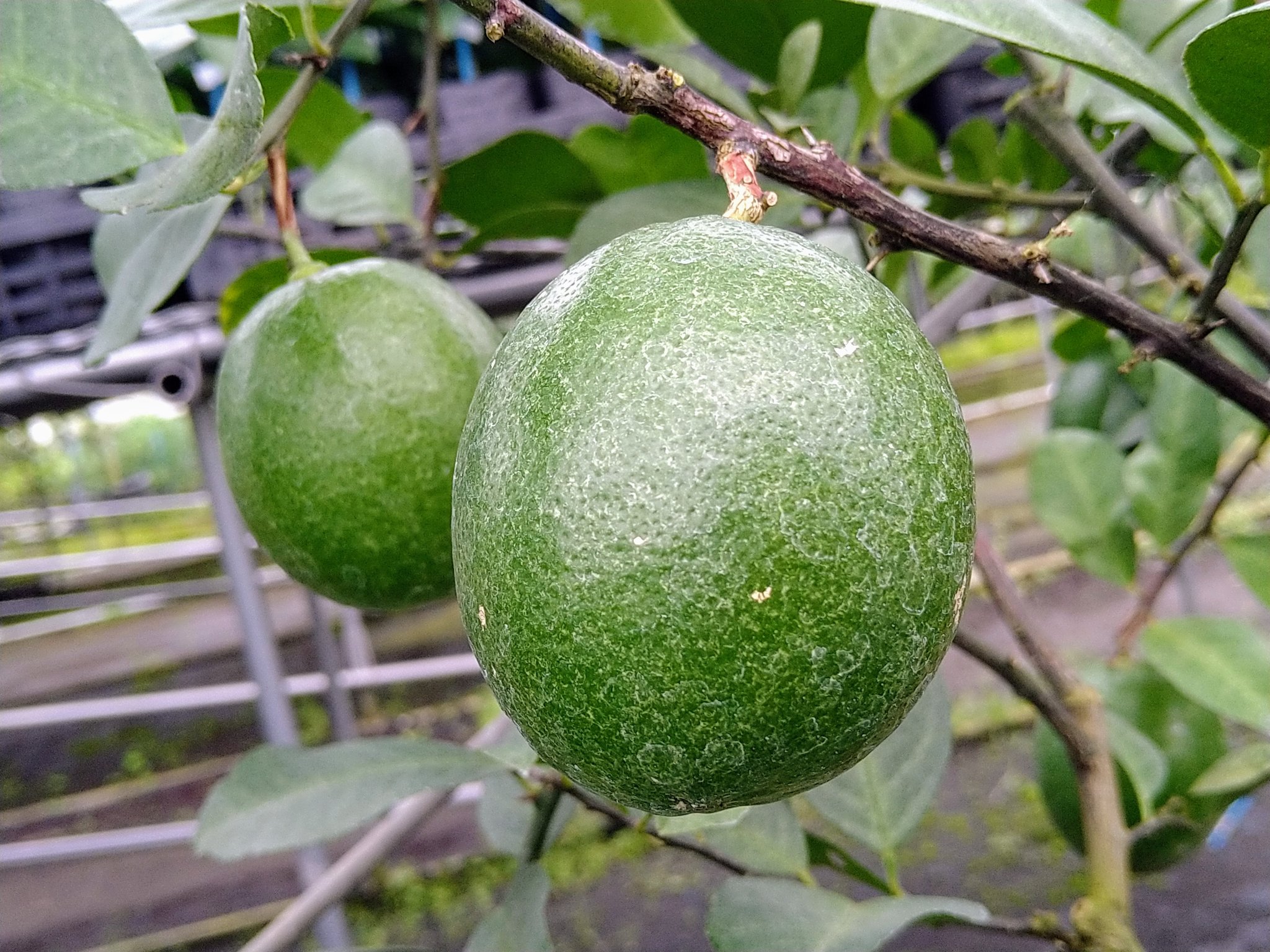 かみはる園芸 スイートレモネード 他のレモンよりも葉や果実が丸く 枝が褐色なのが特徴です そのまま食べられるレモン 4枚目 リスボンレモン と比較 レモン 果物 T Co Vhhbanc46c Twitter