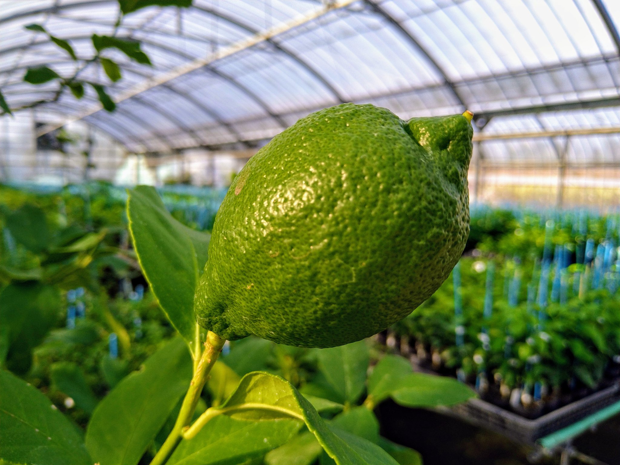 かみはる園芸 スイートレモネード 他のレモンよりも葉や果実が丸く 枝が褐色なのが特徴です そのまま食べられるレモン 4枚目 リスボンレモン と比較 レモン 果物 T Co Vhhbanc46c Twitter