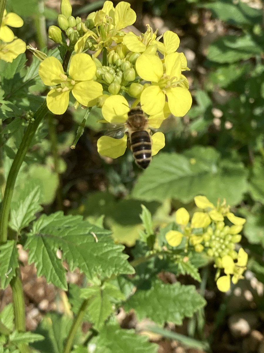 OlivierCOSTE2's tweet photo. Notre #agriculture,belle et respectueuse,en offrant les besoins à notre #biodiversité🐞.
Les #abeilles🐝de l’#Yonne disent merci hier,à notre #agriculteur,pour cette #CIPAN #Mica #Micatode #moutarde brune et blanche #radis #phacelie. https://t.co/RXXk9ve82R