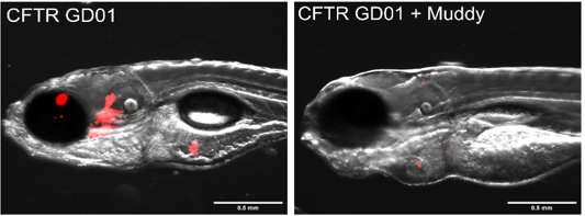 Kremer Laurent (@kremerlaurent1) on Twitter photo Successful phage therapy against drug resistant M. abscessus in cftr zebrafish. Mastered by
<a href="/mattdjohansen/">Matt Johansen</a>. Fantastic collaboration with <a href="/GHatfull/">Graham Hatfull</a> and <a href="/DedrickRebekah/">Rebekah Dedrick, PhD</a>. Thanks to <a href="/vaincrelamuco/">Vaincre la Muco #SAM2025</a> for funding.
journals.biologists.com/dmm/article/14… Successful phage therapy against drug resistant M. abscessus in cftr zebrafish. Mastered by
<a href="/mattdjohansen/">Matt Johansen</a>. Fantastic collaboration with <a href="/GHatfull/">Graham Hatfull</a> and <a href="/DedrickRebekah/">Rebekah Dedrick, PhD</a>. Thanks to <a href="/vaincrelamuco/">Vaincre la Muco #SAM2025</a> for funding.
journals.biologists.com/dmm/article/14…