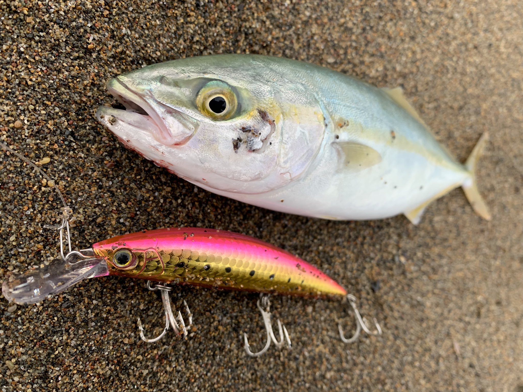 Taisei ヒラメに続き25cmほどの可愛いワカシちゃん Lure Duel Hardcore Heavy Minnow 110s ヒラメゴールドピンク 釣り 青物 北海道 函館 T Co 0rditbeqbg Twitter