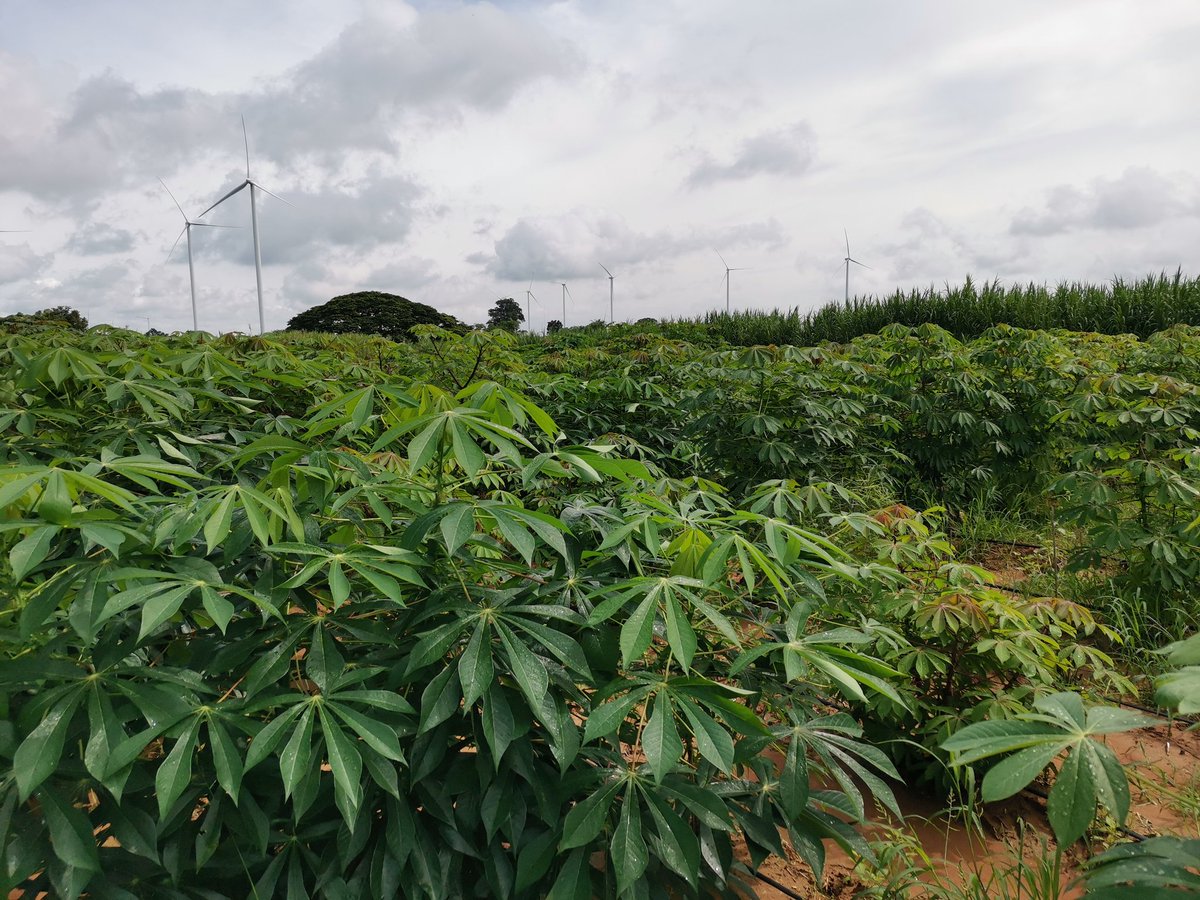 CPhumichai's tweet photo. Many​ Thank​ to​ IITA and​ CIAT​ team​ to​ provide​  cassava​germplasm​ to​ combat CMD.​ Next​ month​ hope​ to​ get​ good​ yield. https://t.co/jQbNLXv8oy