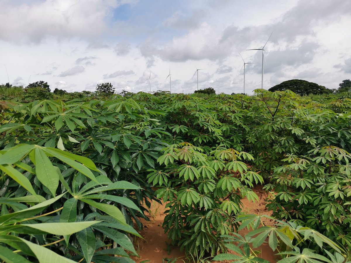 CPhumichai's tweet photo. Many​ Thank​ to​ IITA and​ CIAT​ team​ to​ provide​  cassava​germplasm​ to​ combat CMD.​ Next​ month​ hope​ to​ get​ good​ yield. https://t.co/jQbNLXv8oy