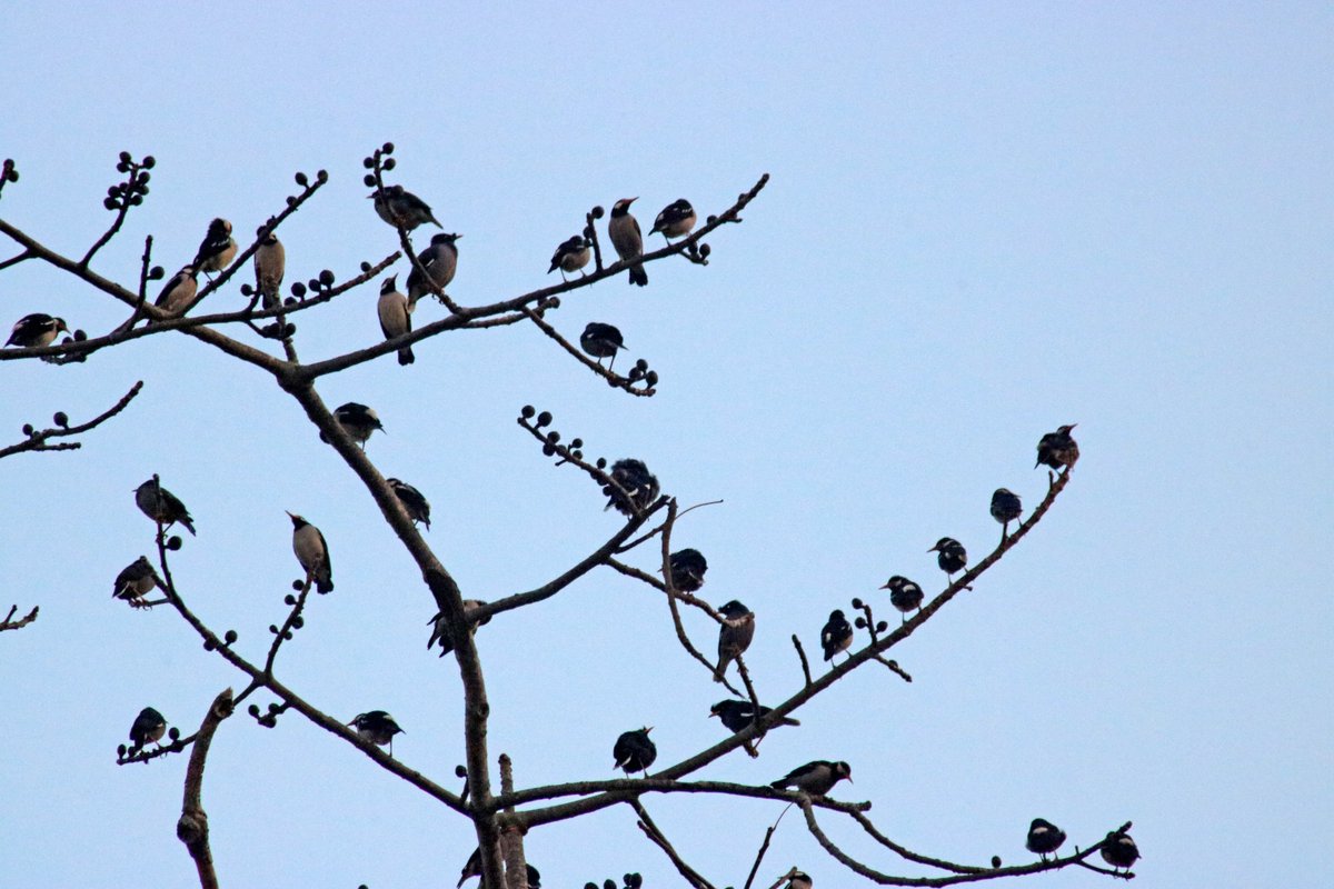 bindasfauji's tweet photo. True that!
Presinting my
"Maina Tree"
#IndiAves
#IndiWild
#birds
#TwitterNatureCommunity
#IOTD
@IndiAves
#birdphotography
#lpmi https://t.co/VToFSsVWON