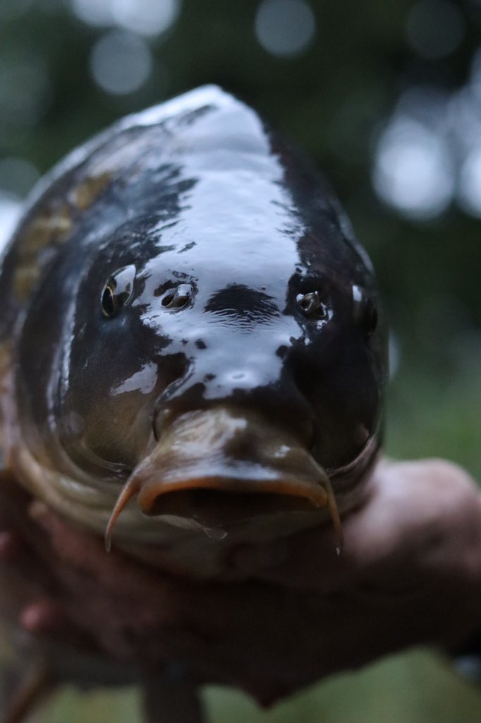 Infantrycarpers tweet media