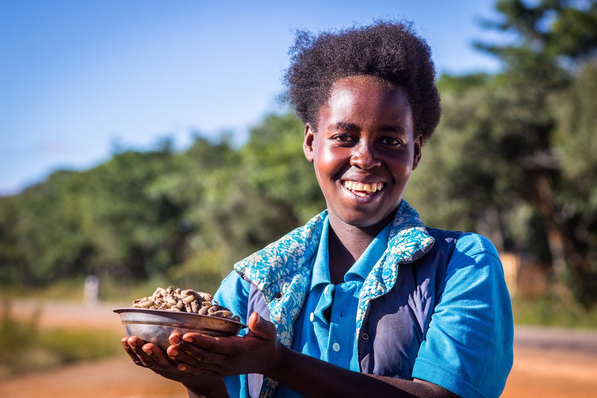 You've til midnight to give to our #Zambia project bringing wild+naturalised fruit trees like mango to 10,000 homes, boosting biodiversity along the way, including edible insects!🦗
portfoliohttps://www.globalgiving.org/projects/forest-fruit-trees-for-farms-in-zambia-for-nutriti/