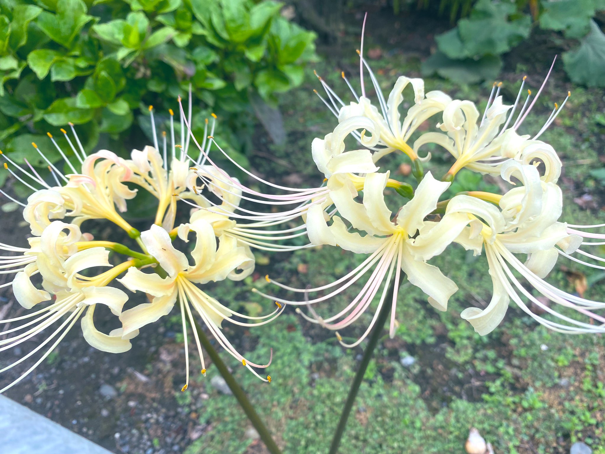 تويتر 藤沢真行 紫推し على تويتر アニムスの花 T Co Tgrtcegnzx