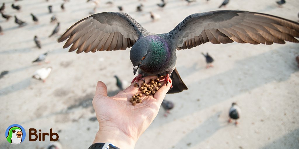 1500 $BIRB Giveaway! Simply take a video in a public area feeding any birb or animal in need holding a paper that says Birb.com.

3 Winners will be randomly selected (500 BIRB EACH) on Sept 19 @ 6pm UTC

Post video in comments &amp; Telegram t.me/birbdefi🐣🐥