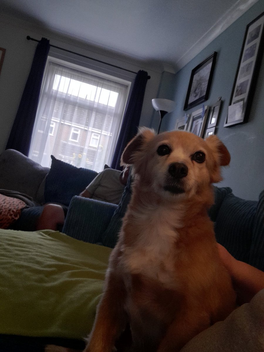 cleaver_mel's tweet photo. @eliistender10 We have 3 rescue dogs, 2 from Romania. This is Doris who approves this wholeheartedly 👏 https://t.co/HpHS7DIxHY