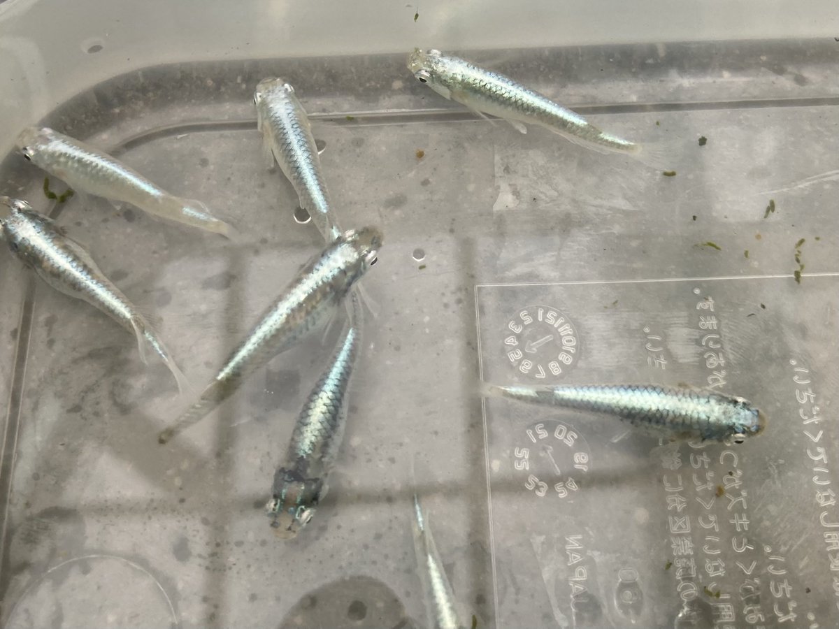 メダカ沼もあるのか メダカは新種を作り出した生産者が名付けられるので サバの極み とか 魔王 とか珍名だらけになってる Togetter