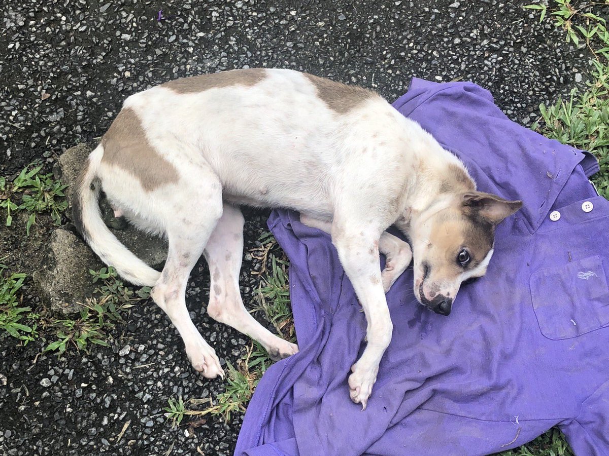 ขับมาเที่ยววัดต้นเกว๋น…จอดรถเสร็จเห็นรถข้างๆ มีหมาติดอยู่หน้ารถ ผู้หญิงเป็นคนขับ เขาบอกเขาชนหมาแล้วคือขับลากมาจากไหนไม่รู้ แต่ก็ไม่ยอมลงจากรถ เราเลยช่วยกันงัดออกมา คนนึงง้างกระจังหน้าไว้ ส่วนเราอุ้มหมาออกมา (ลุ้นมากว่าจะงับมือมั๊ย 😅)(ต่อ)