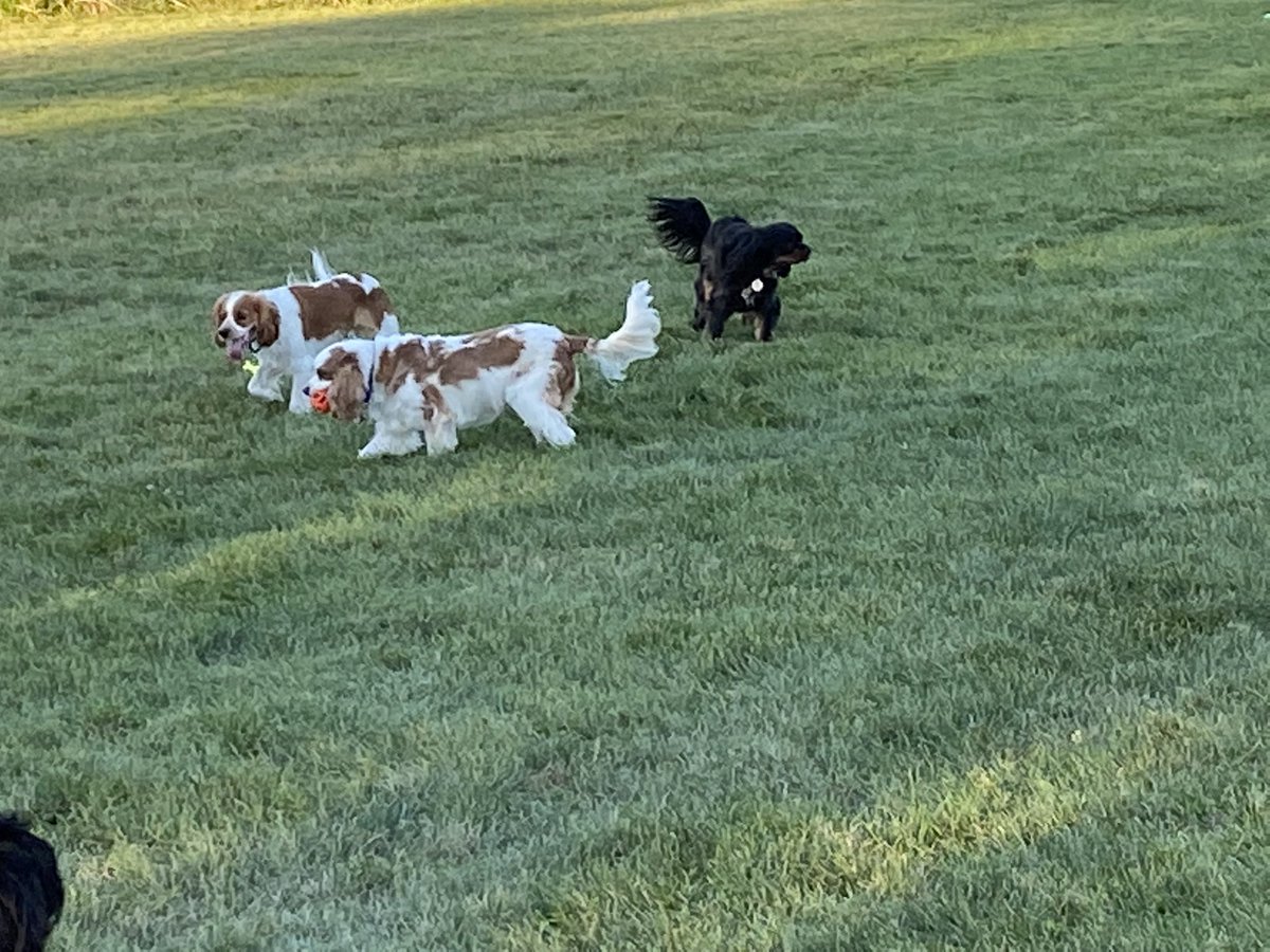 Dad took me to the park today and I found some new #CavPack members