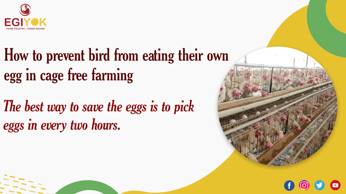 The cage system of rearing birds has been considered super intensive.

#Egiyok #Thinkpoultrythinkegiyok #Egiyoknews #Poultry #Poultryindustry #Egg #Chicken #Cagefarming #Poultrycage