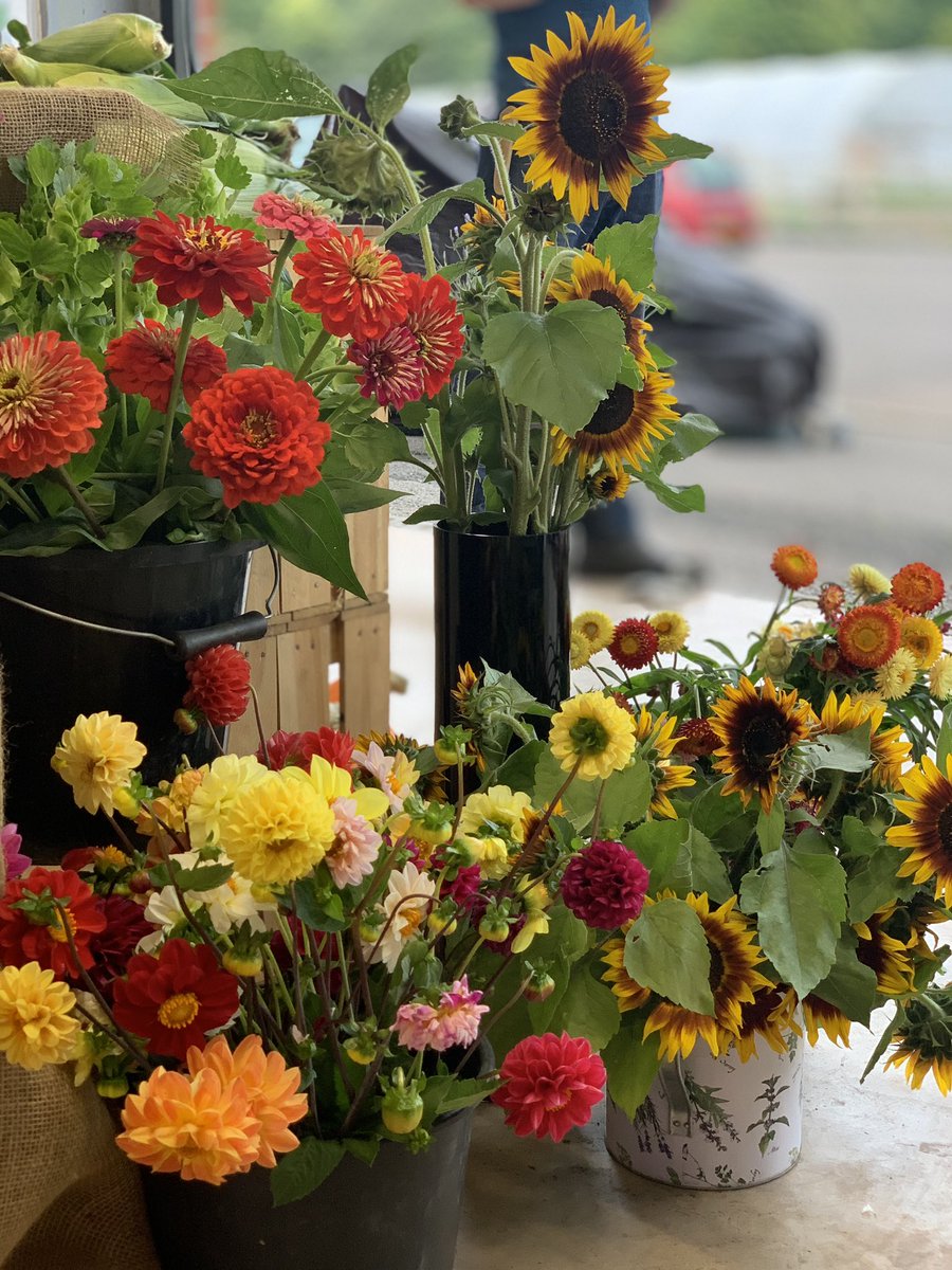 Growingfield28's tweet photo. It’s worth a visit to our shop this week to to see our fabulous display of Field28 squash and English flowers, open THURS and FRID 10-5 pm SAT 10 - 2 pm #crownprincesquash #trombettasquash #jackbelittle #marinadichoggia #sweetlighteningsquash #delicatesquash #bostonmarrowsquash https://t.co/Eq2wdLop1a