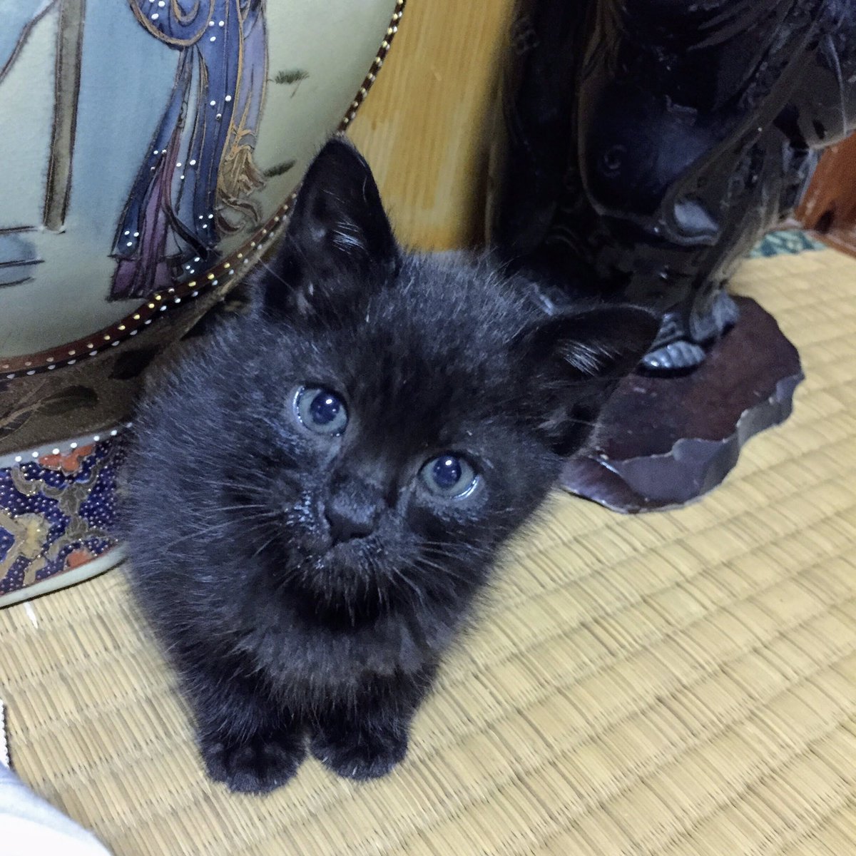 umineko_syouten's tweet photo. おまけの写真はからすくんが1番豆炭（マメタン）ぽい1枚です。笑

#も吉のきもち https://t.co/jMS3DhONW2