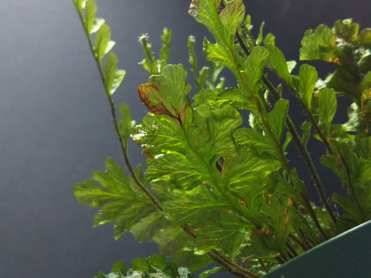 ラスト出品 希少種 トリコマネスspタイ②-