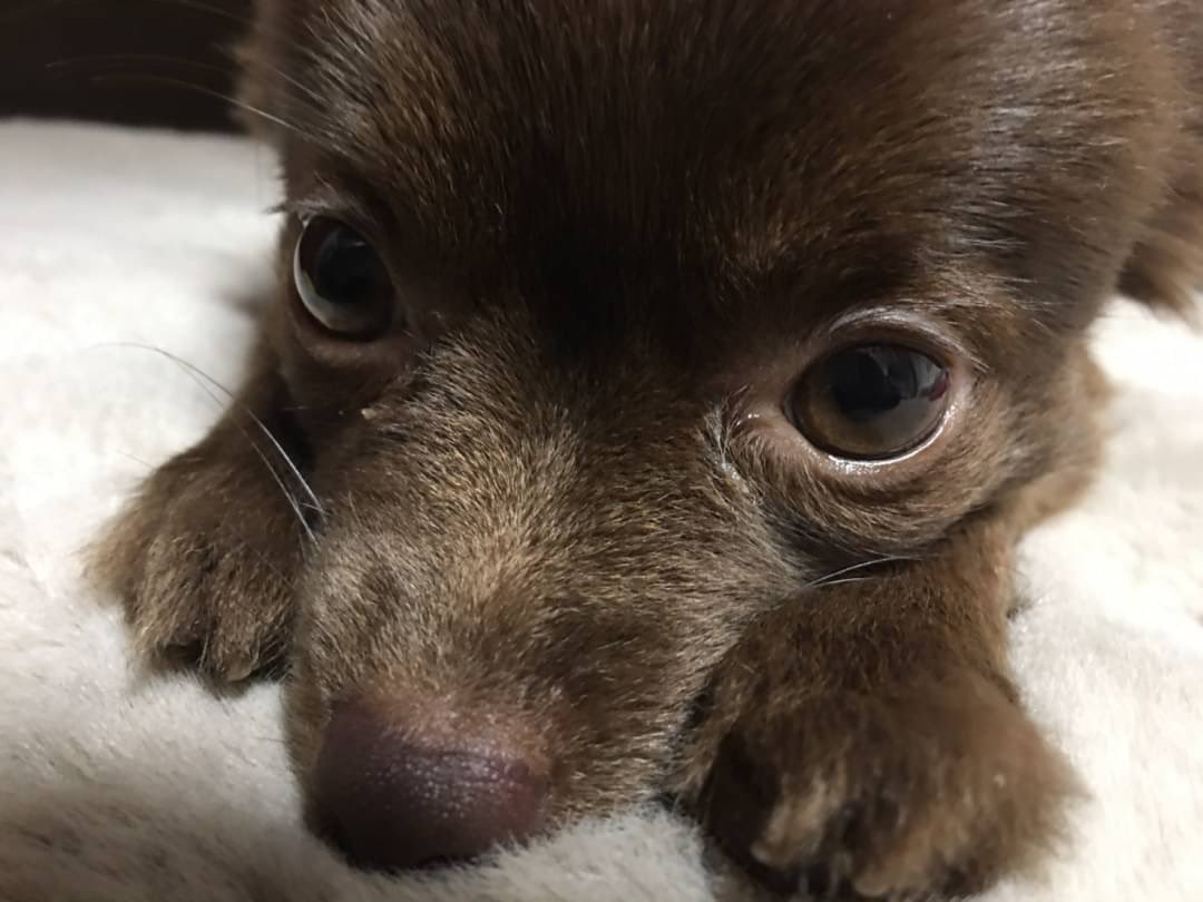 おちいぽん様やで。🐶 tweet media