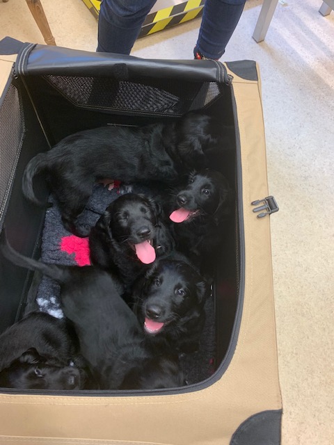 VillageVets ChFord tweet media