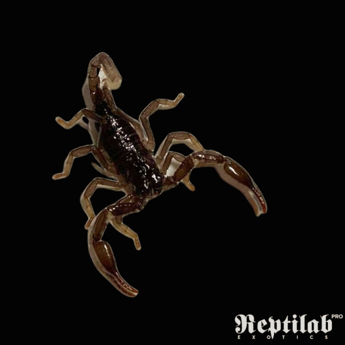 reptilabexotics's tweet photo. Are Asian Forest Scorpions good pets?

The Asian forest scorpion is one of the most popular pet scorpions, due to they're impressive size , ease of care , and availability. It is one of the largest scorpion species rivaling the emperor scorpions size. https://t.co/PS2XPoBACc