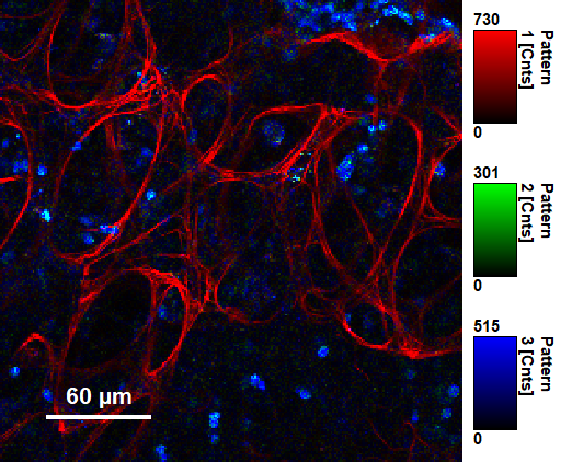 Joëlle Goulding tweet media