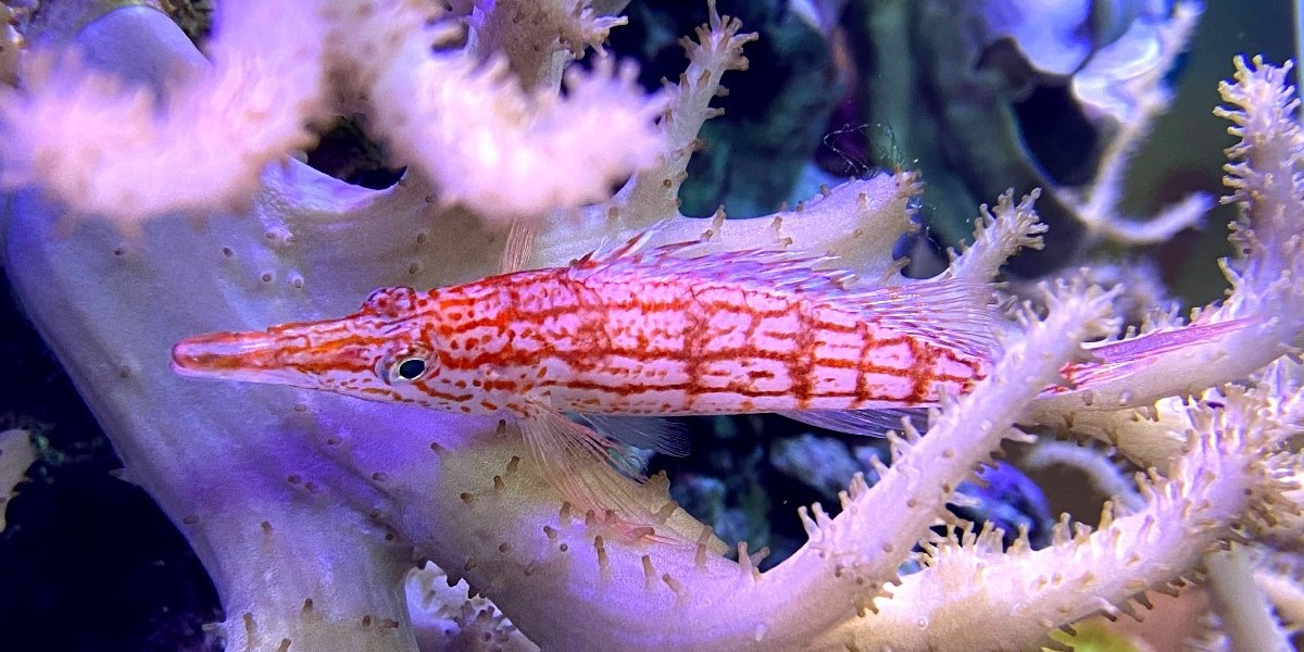 AdventureAqua's tweet image. It's #FishFriday! This is the longnose hawkfish (Oxycirrhites typus) which can be found in waters over 300 feet in depth! 🐟 

See if you can spot this cutie in Zone C during your next visit! 

#funfishfacts #longnosehawkfish #adventureaquarium