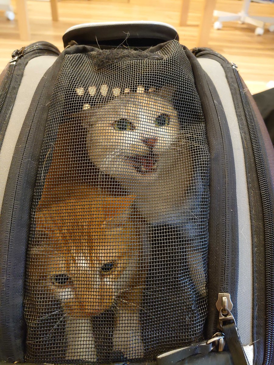 今日は台風が接近しています🌪

避難する際はゲージやキャリーケースに入れて早めに避難してくださいね！
避難所では猫アレルギーの方や他の家の猫ちゃんがいるかもしれないので周りへの気遣いを忘れずに😌

また知らない環境でストレスも溜まるでしょうから段ボールや毛布で目隠してあげてくださいね