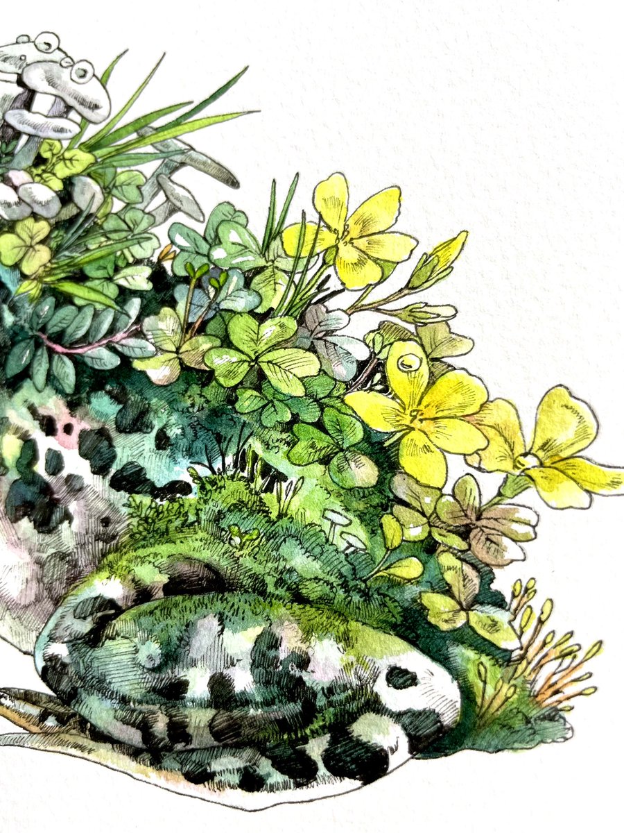 トノサマガエルのオタマジャクシからカエルへの変態を描くシリーズです こちらの作品 マツダケンのイラスト