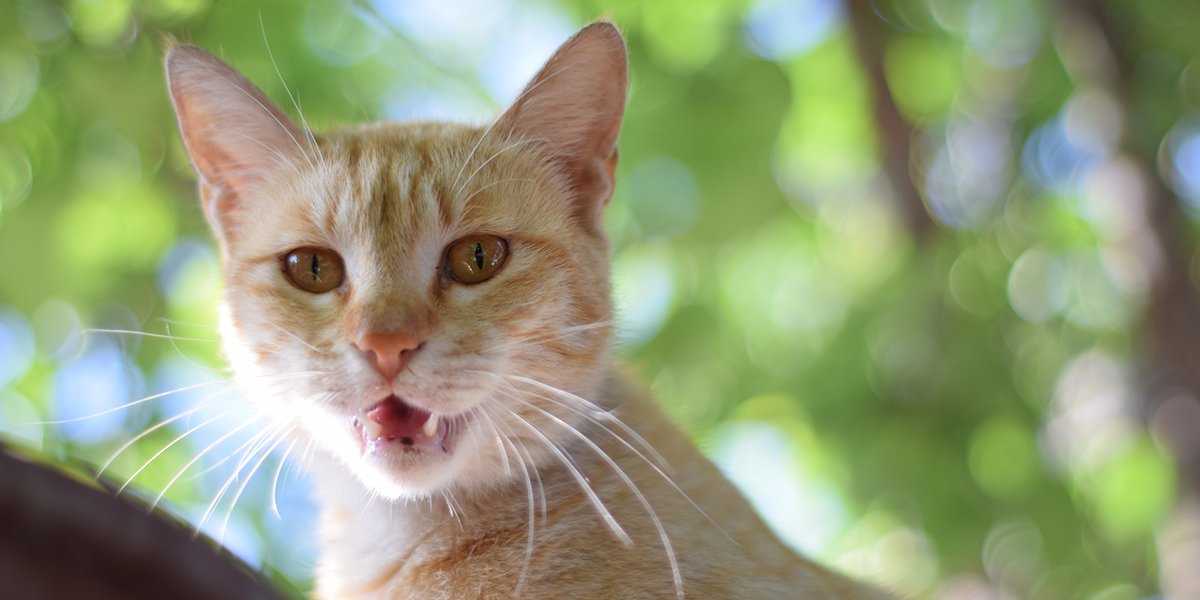 Everyone knows cats have a great sense of smell, but have you ever wondered why cats draw back their lips when they sniff something strange? Find out here: bit.ly/3kfM7hC
For this #FelineFriday we want to see a picture of your cat's nose! We'll choose a winner on Monday.