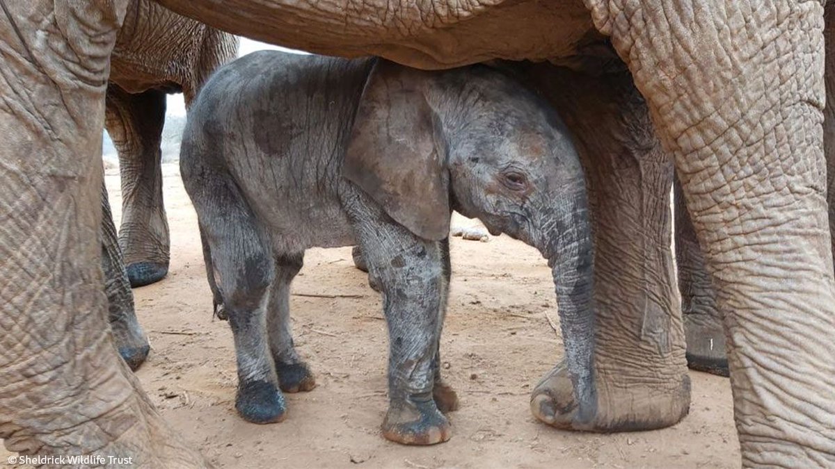 Sheldrick Wildlife Trust tweet media