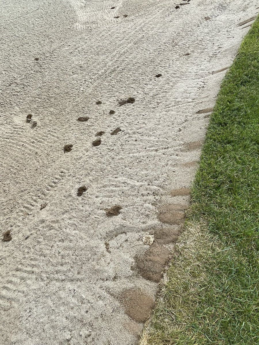 The miner bees are back in some of the bunker faces , there not wasps , they won’t hurt you , they’ll be gone before we no it . 🐝