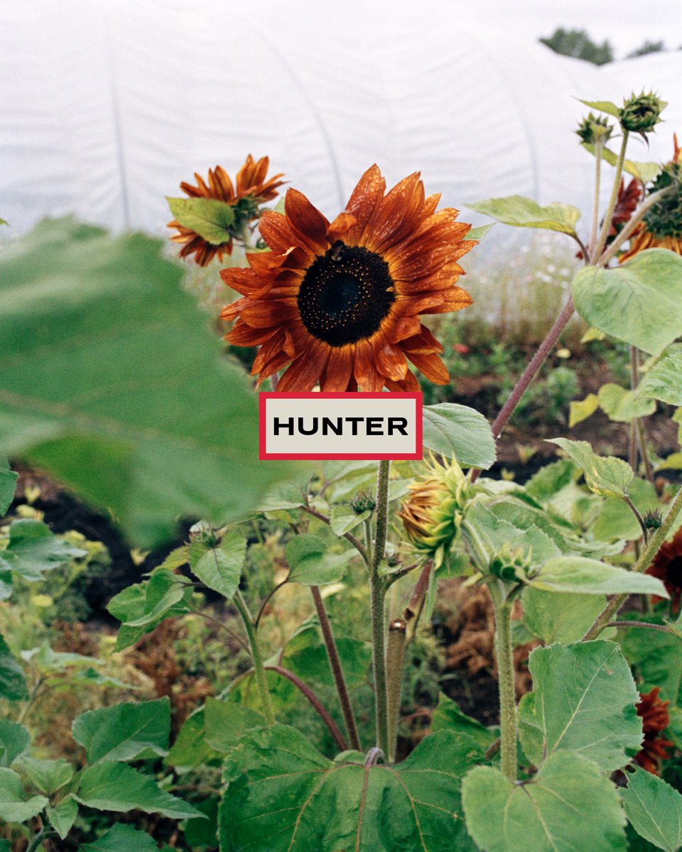HunterBoots's tweet photo. A sunflower reaching for the sky at GROW (@wearegrow___) – an agroecological Community farm and outdoor learning hub for The Totteridge Academy – founded by George Lamb.

Click the link to discover ‘For The World Outside.’ https://t.co/eRM4mX8GP0 https://t.co/kRK1jHuKBp