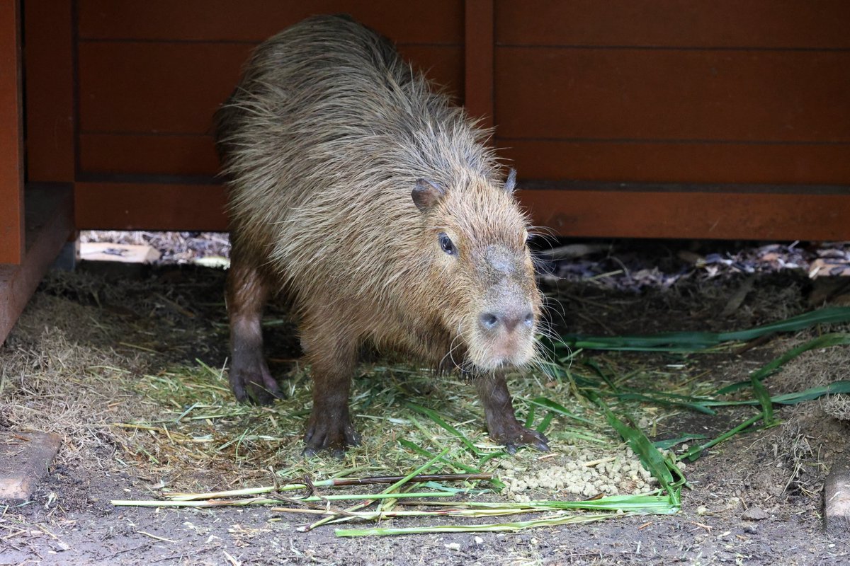 こむぎこ ポケモンっぽいポーズのカピバラさん のいち動物公園 カピバラ