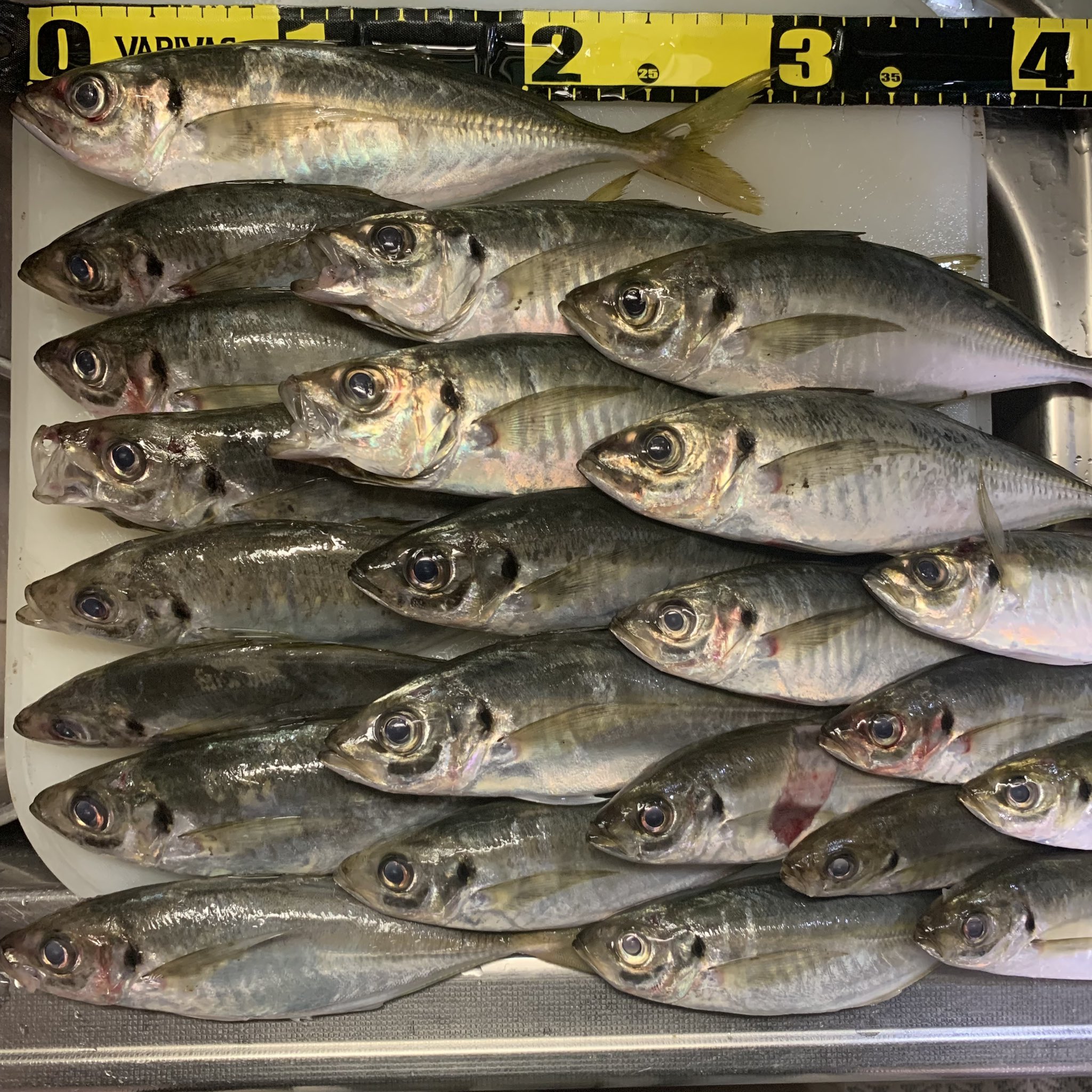 Tsumi Fishing Awaji Twitter