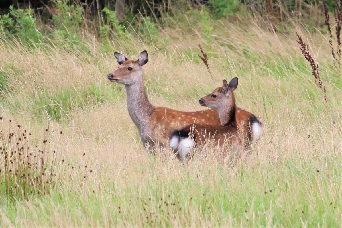 Irish Garden Birds tweet media