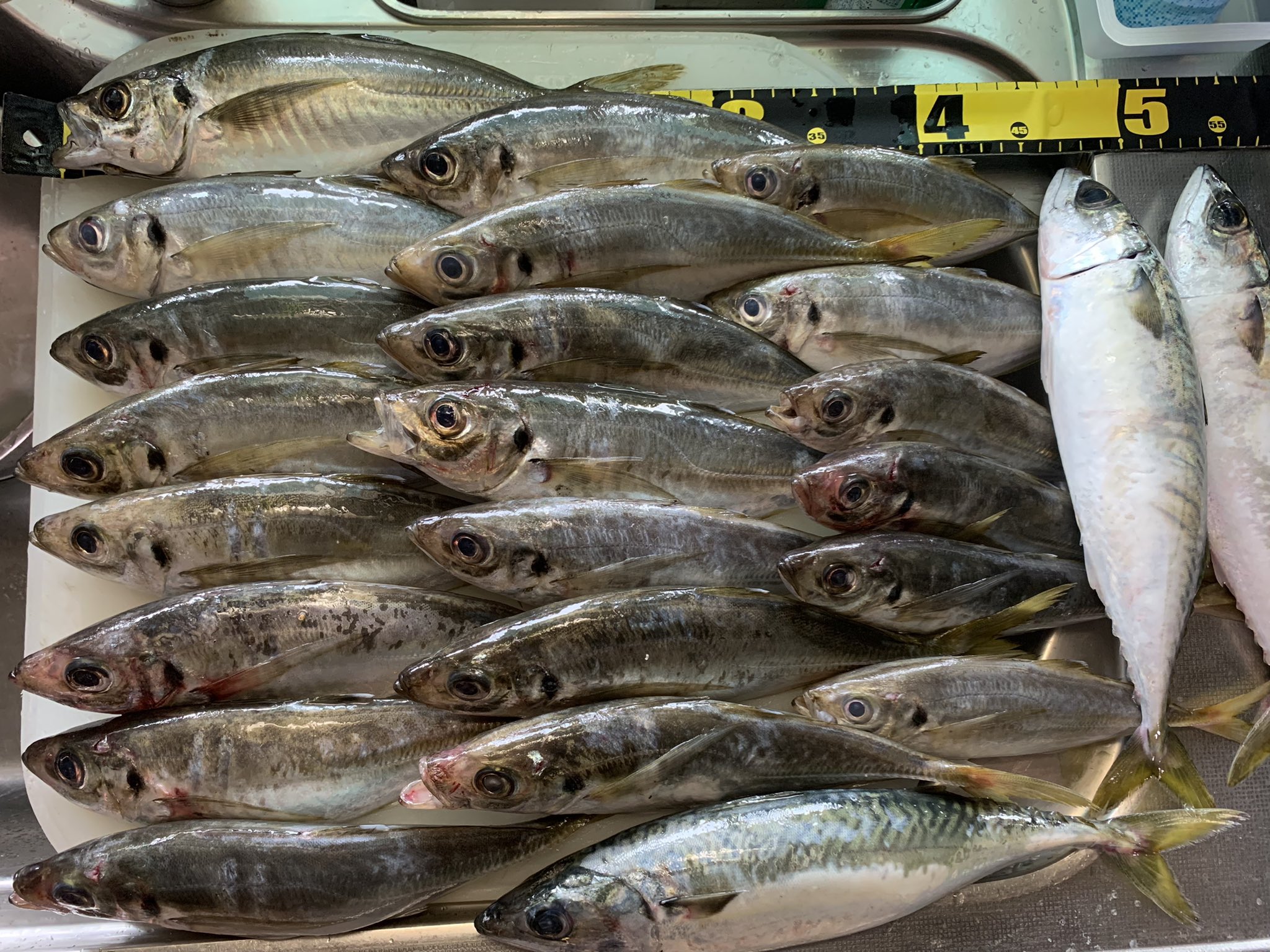 Tsumi Fishing Awaji Twitter