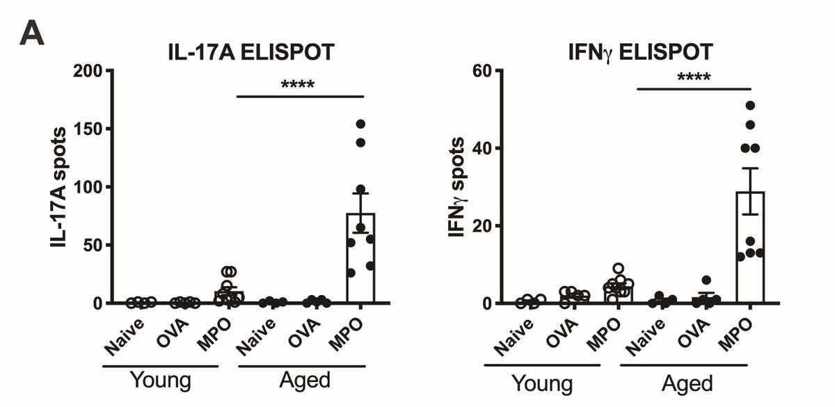 Kitching Laboratory (@kitchinglab) on Twitter photo Why does MPO-AAV mostly occur in older people? Work from the lab's <a href="/malihaalikhan/">Maliha Alikhan</a> in <a href="/RELENT_EU/">RELENT project</a> with @VasculitisUMCG on ageing in #vasculitis now in <a href="/RheumJnl/">Rheumatology & Rheumatology Advances in Practice</a> pre-proof. Aged mice show⬆️loss of tolerance/T cell anti-MPO autommunity but⬇️anti-OVA responses.
tinyurl.com/3muxr6r2 Why does MPO-AAV mostly occur in older people? Work from the lab's <a href="/malihaalikhan/">Maliha Alikhan</a> in <a href="/RELENT_EU/">RELENT project</a> with @VasculitisUMCG on ageing in #vasculitis now in <a href="/RheumJnl/">Rheumatology & Rheumatology Advances in Practice</a> pre-proof. Aged mice show⬆️loss of tolerance/T cell anti-MPO autommunity but⬇️anti-OVA responses.
tinyurl.com/3muxr6r2