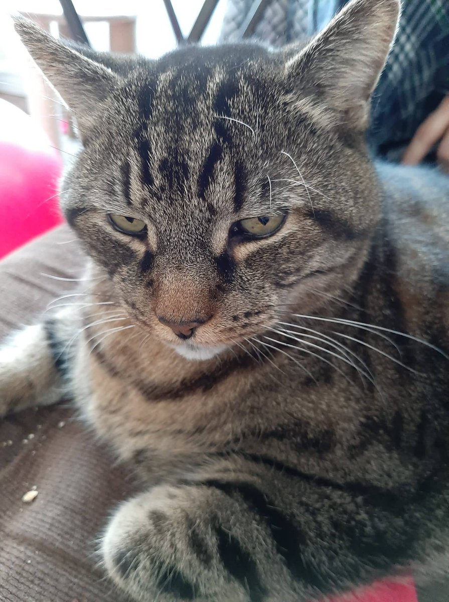 Listener is missing their cat "Kermie".  Lost from the O'Neil Avenue area in St. John's.  If you see him we have the owner's number. 726-5660