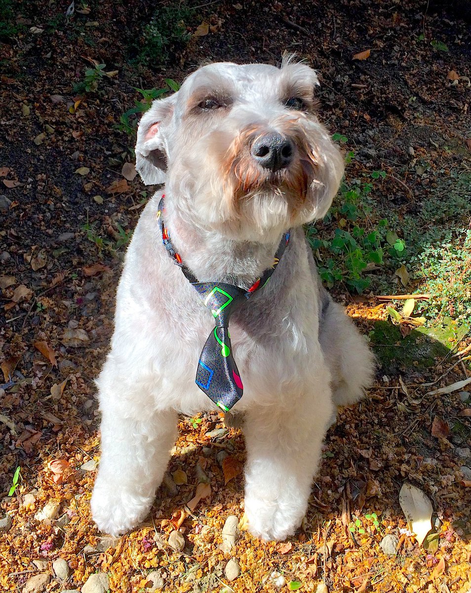 Paws for Thought: Keeping a pet while renting is.gd/arVuOe #davisenterprise #Pets #A6 #Printed