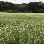 茨城県 袋田温泉 思い出浪漫館のツイート画像
