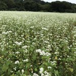 茨城県 袋田温泉 思い出浪漫館のツイート画像